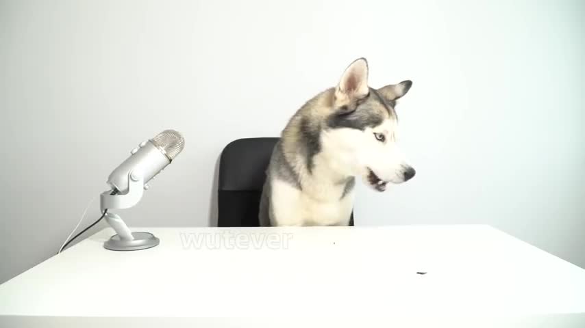 ASMR Husky Reviewing Raw Beef Meat Parts!