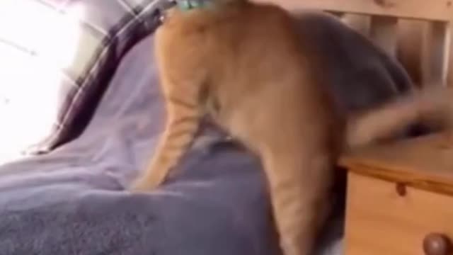 Funny Pet Videos That Make Me Laugh🤣 - Pet Fails 2021