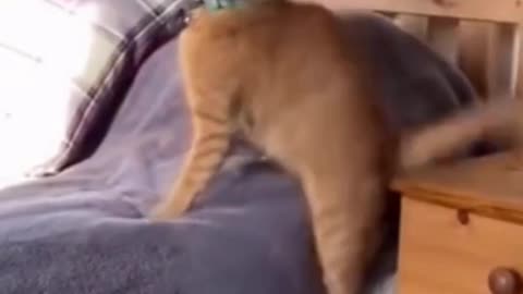 Funny Pet Videos That Make Me Laugh🤣 - Pet Fails 2021