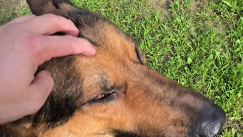Virgil german shepherd.