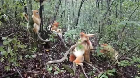 Funny Monkey Videos - A Funny Monkeys Compilation 2022