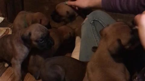 Phoenix Ridge Boxers (pt. 3)