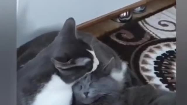 9.Cats and dogs _ cats meowing _ cats funny videos #shorts