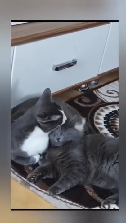 9.Cats and dogs _ cats meowing _ cats funny videos #shorts