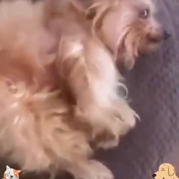 AWW SO FUNNY👌👌Super Cats Reaction