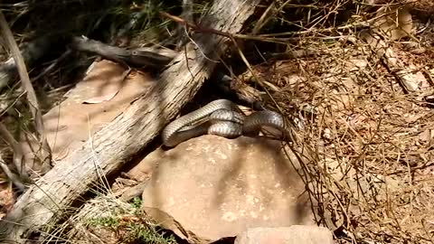 Venomous Eastern Brown Snake Catches Skink