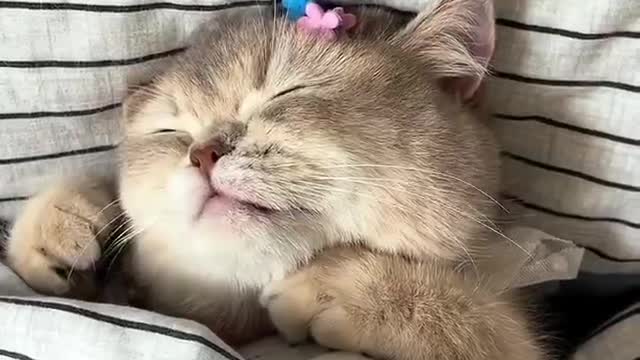 Sleepy kitten, lovely lovely
