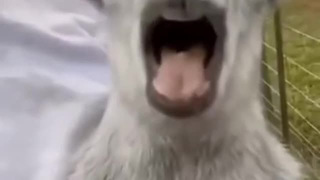 SOO FUNNY - THE FUNNIES ANIMALS ! #shorts