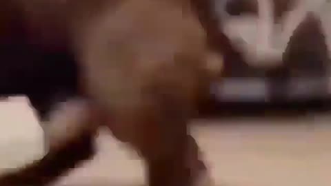 Dog said wait a min
