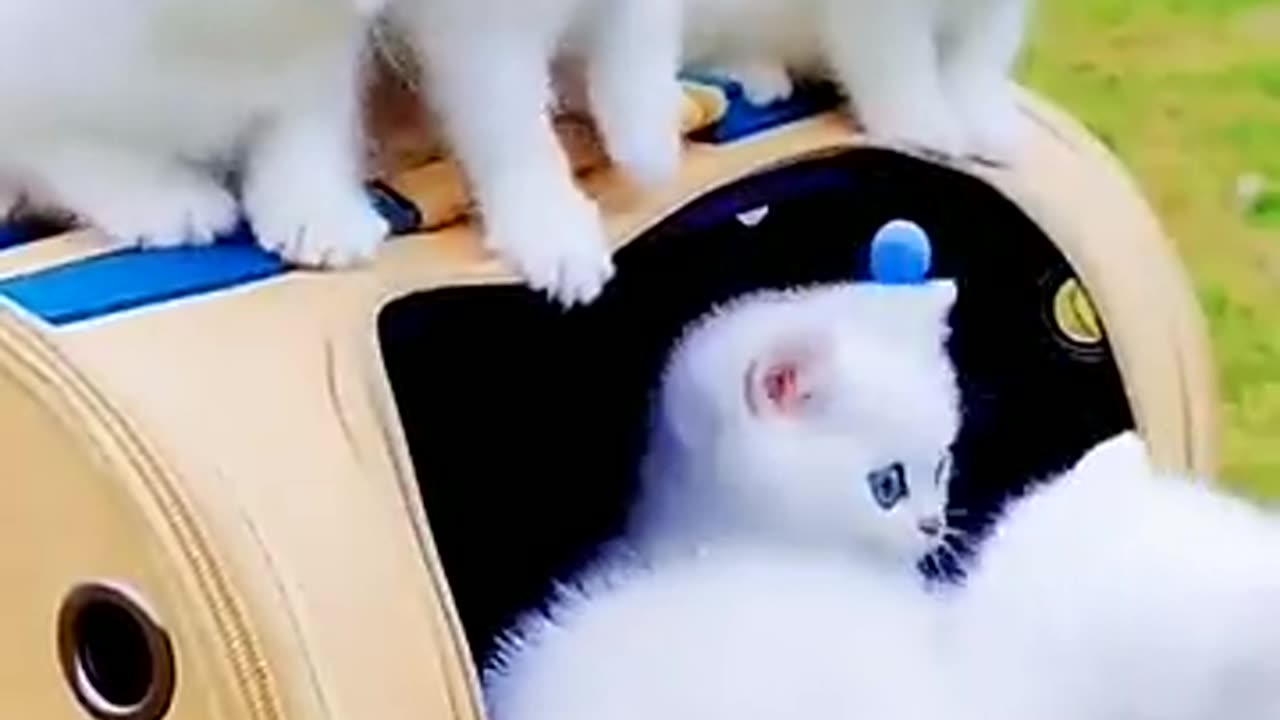 shorts ,/whitecat /catvideos /trending /catloversworld #/cutebaby /youtubeshorts/tiktokcats#viral