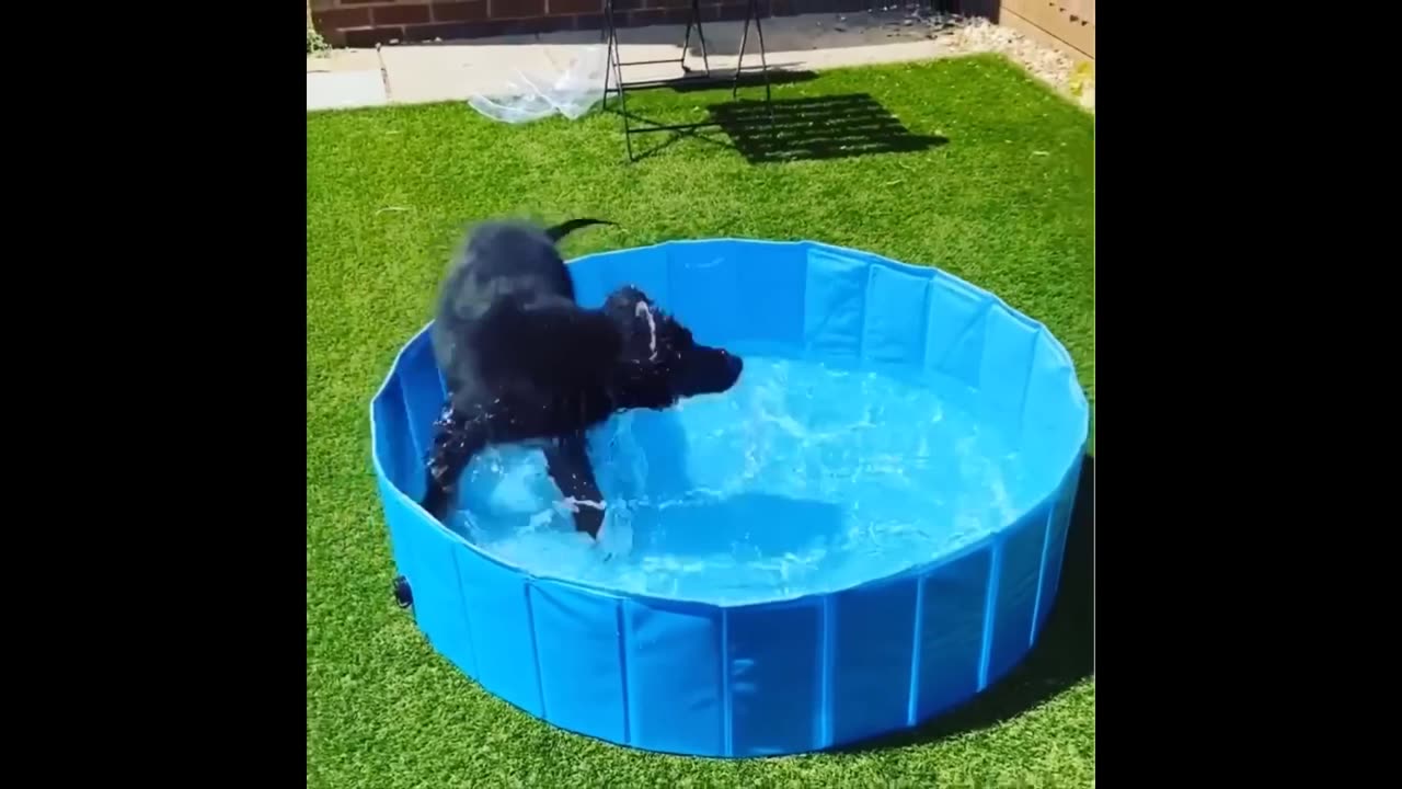 Try Not To Laugh Cats And Dogs Videos 😁 - New Funny Animals Video 2024 #2