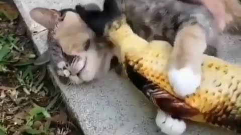 The fish hits the cats muzzle with its tail