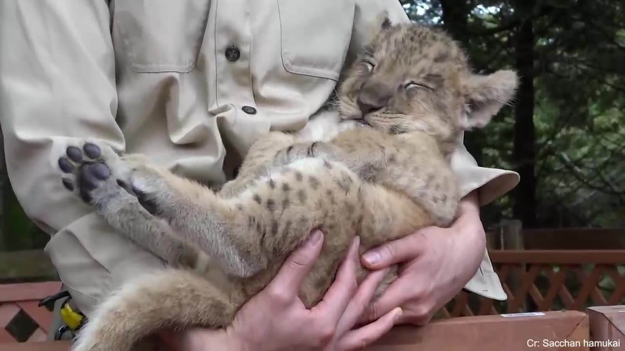 Funniest Babies And Animals Compilation || Just Laugh