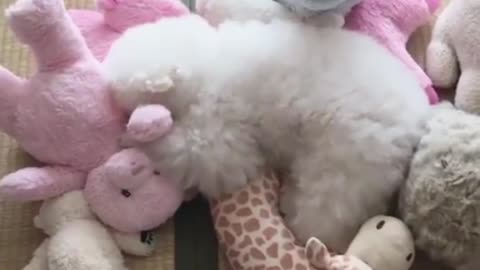 The puppy found it a bunch of dolls