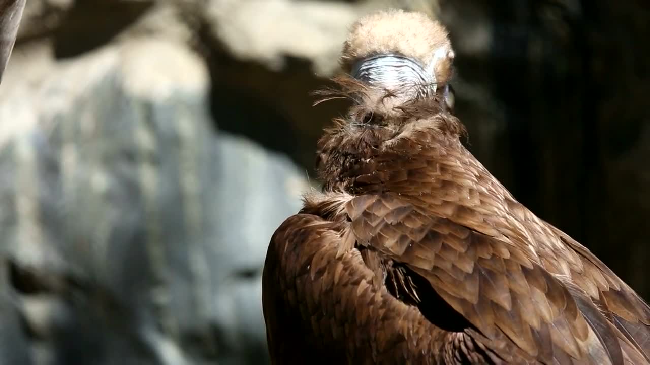vulture in the wild