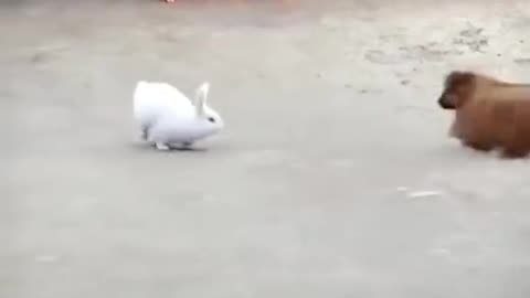 Bunny and puppy challenging #funny #animals #viralvideo #fouryou @TiktokPakistanOfficial