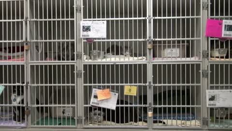 Cat Cages at the Animal Shelter
