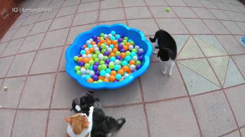 Cat Fight Compilation Video#47
