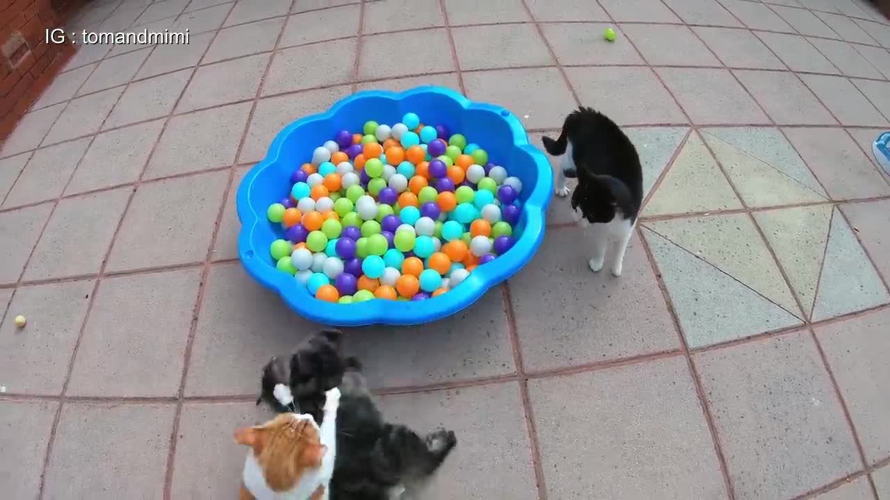 Cat Fight Compilation Video#47
