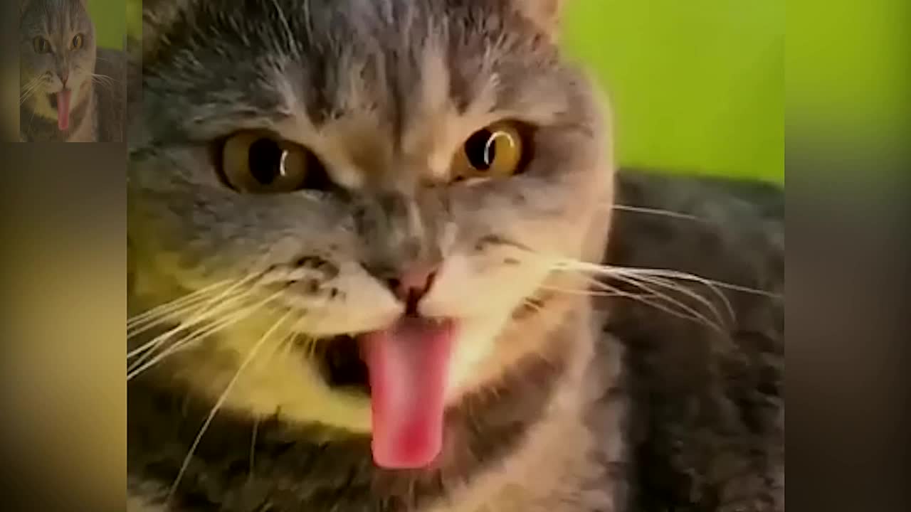 The cat that likes to stick out its tongue