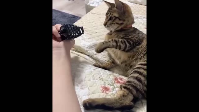Funniest Animals - Best Of The 2021 Funny Animal Videos