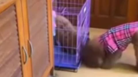 🤣You will laugh at all the Dogs 🐶 Funny Dogs 😅 #SHORTS