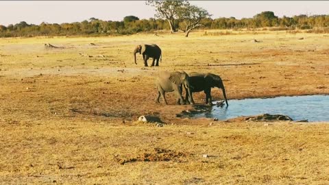 Elephants in the wild!