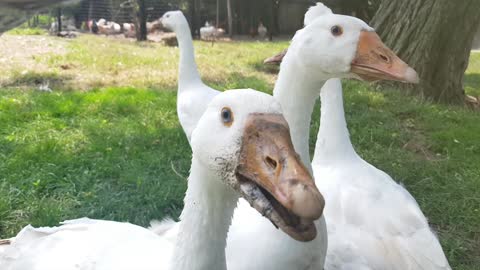 Geese want to eat my camera