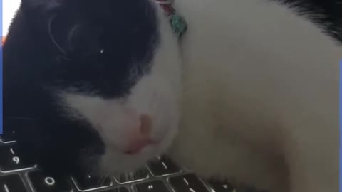 Cat protects little boy