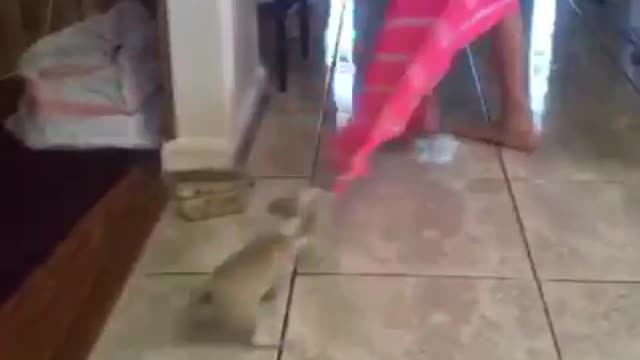Grey puppy gets dragged by pink blanket by girl