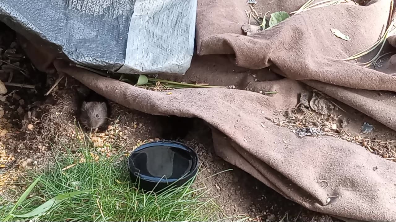 Mr. Man Visits First This Morning & Bluejays Laughing | Wild Wyoming Gerbils