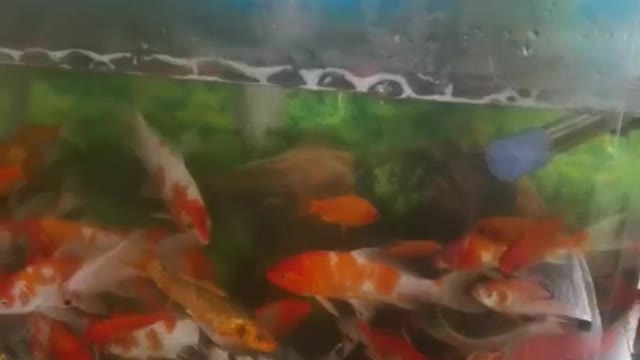 fish in water