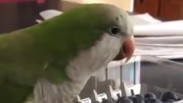 The parrot is angry because he cannot eat