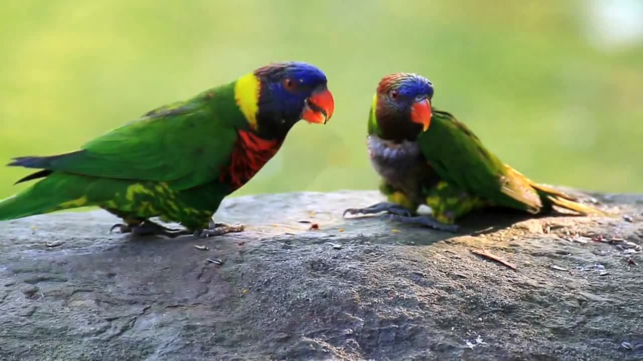 The birds ......... HD