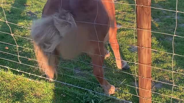 Shetland Pony Twerks on Fence