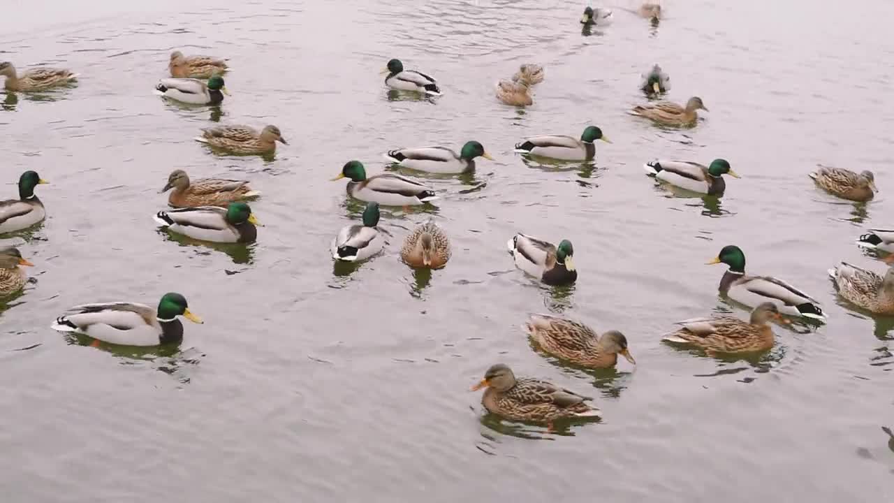 Duck Farming in Rice Field - Japan Organic Duck Rice cultivation