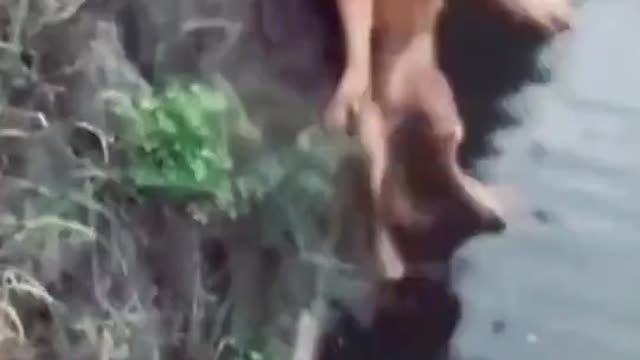 why is it so coincidence,dog funny video