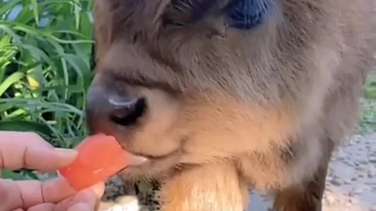 Very Cute Little Calf #shorts #shortvideo #video #virals #videoviral