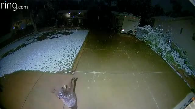 Catching Snow isn't Only for Humans | Watch this cute baby bear Catching Snow