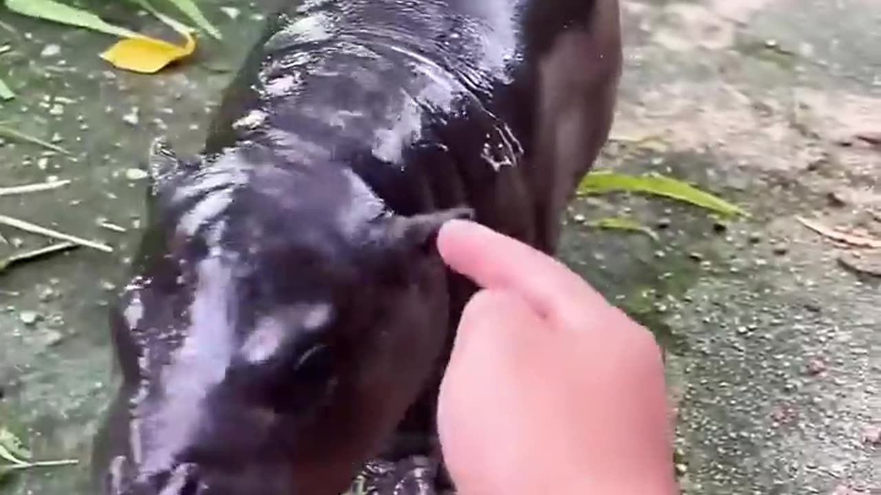 Baby hippo