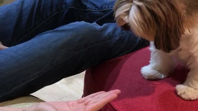 Dog mesmerized by hand