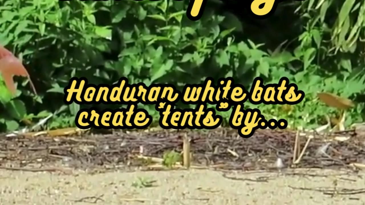 Animal Facts Honduran White Bat Camouflage #shorts