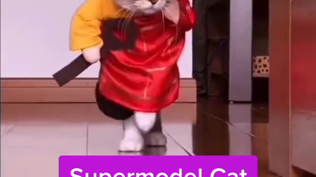 Supermodel Cat