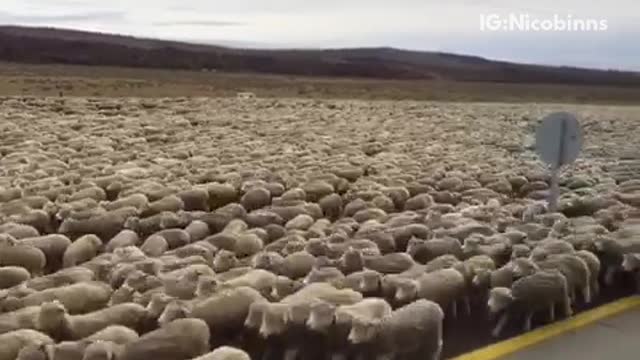 A bunch of sheep running together