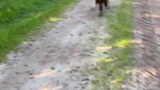 Blama Llama