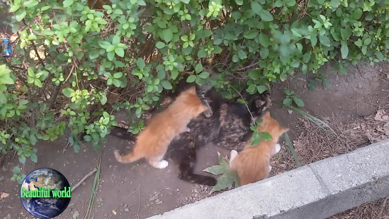 Kittens are playing with his mother | Kitten | baby cat | most popular cat video | popular cat video