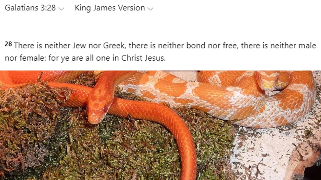 The Corn Snake is Anti-Racism