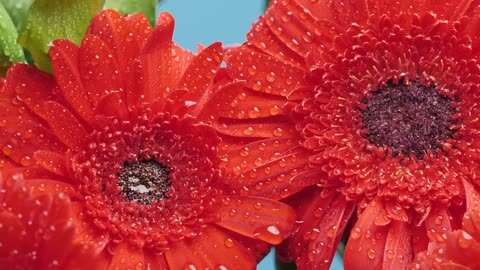 Beautiful wet flowers in a macro shot