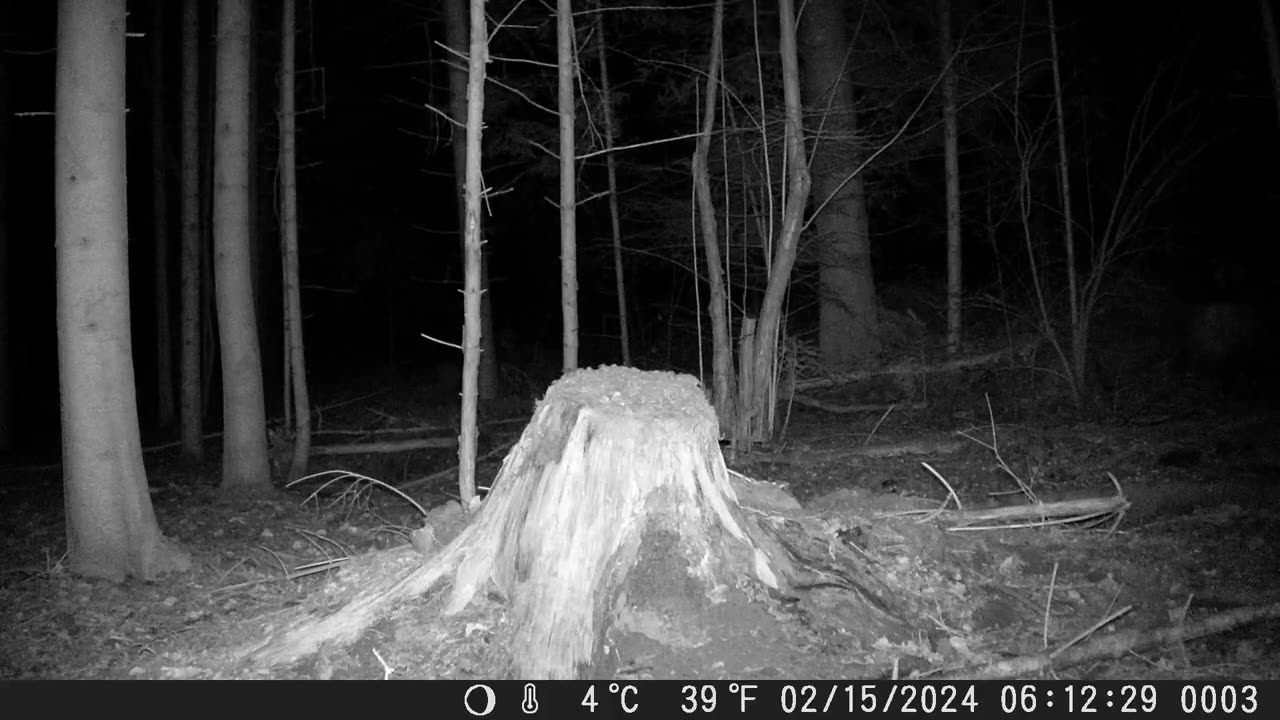 Fox discovering the camera on his morning walk - Fuchs entdeckt die Kamera auf dem Morgenrundgang