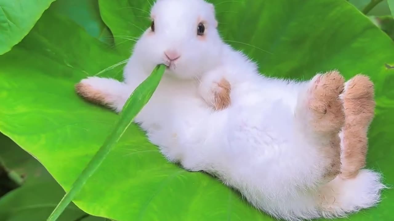 خرگوشی🐰